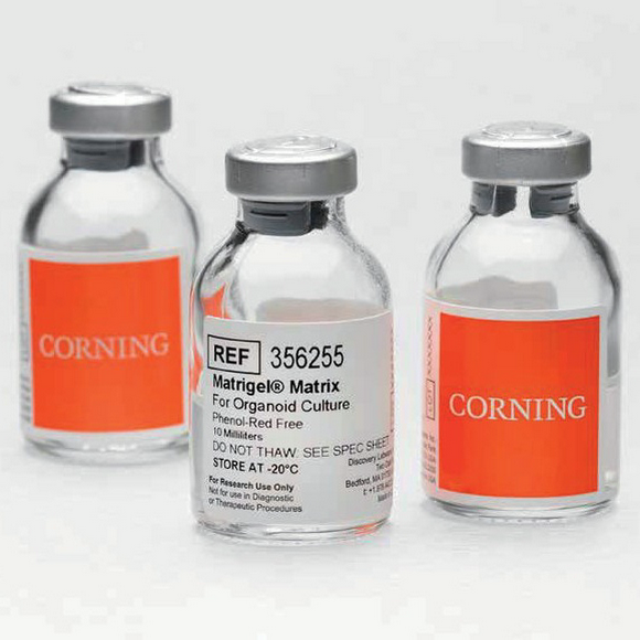 Matrigel基质356255-Corning类器官培养专用